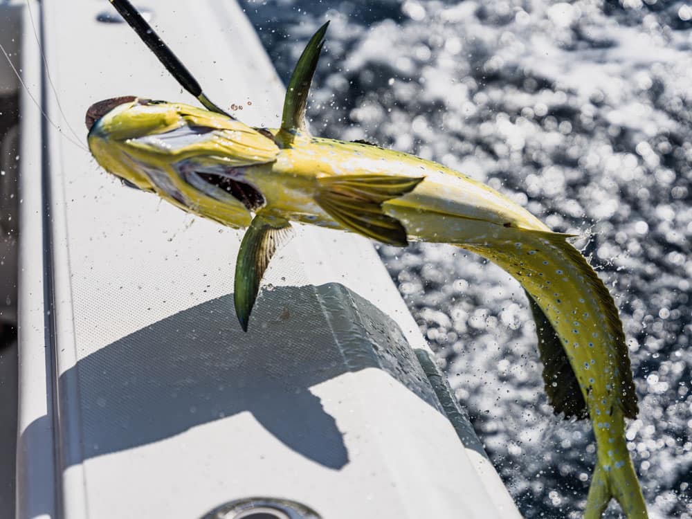 mahi fish hooked out of water